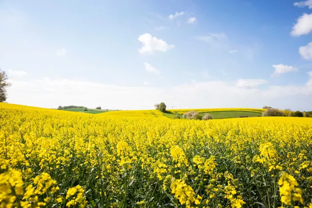 Yellow canola fields below a blue sky. Photographer Johan Persson.