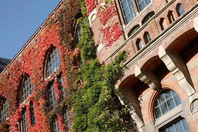 Universitetsbibliotekets fasadgrönska i röda höstfärger. Fotograf Lasse Strandberg.