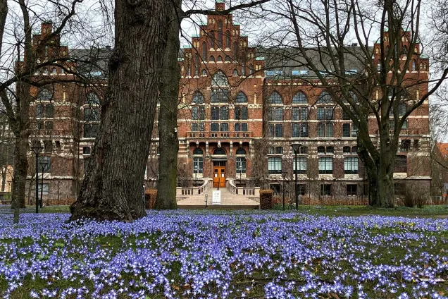 Ett hav av blå blommor framför en röd tegelbyggnad (Universitetsbiblioteket).