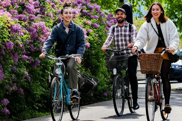 Tre studenter cyklar längs en syrenhäck. 